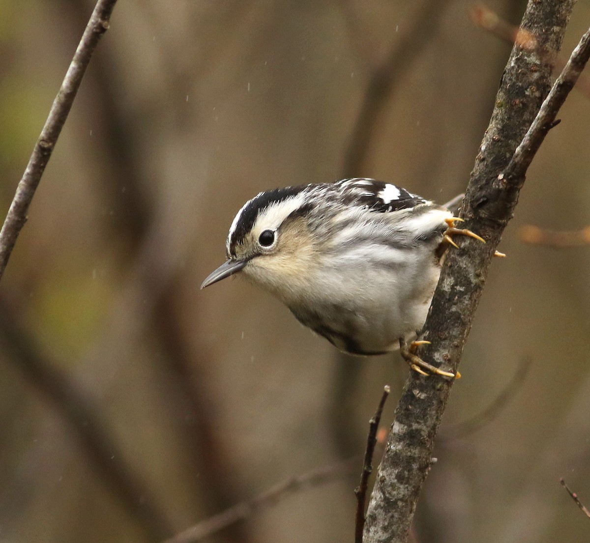 Black-and-white Warbler - ML619476394