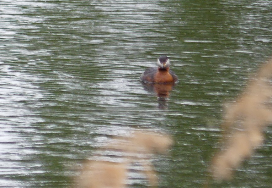 Red-necked Grebe - ML619476440