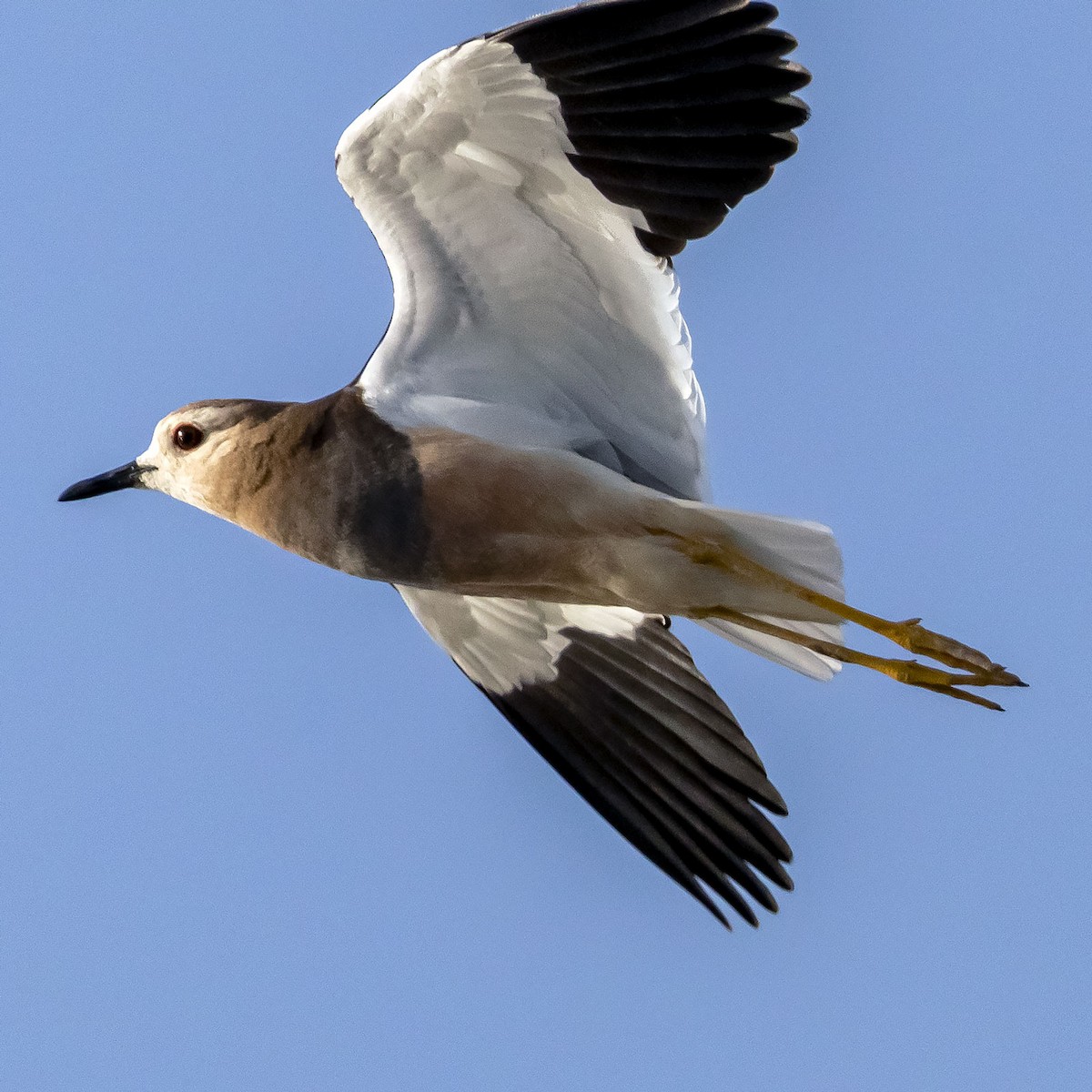 White-tailed Lapwing - ML619476442