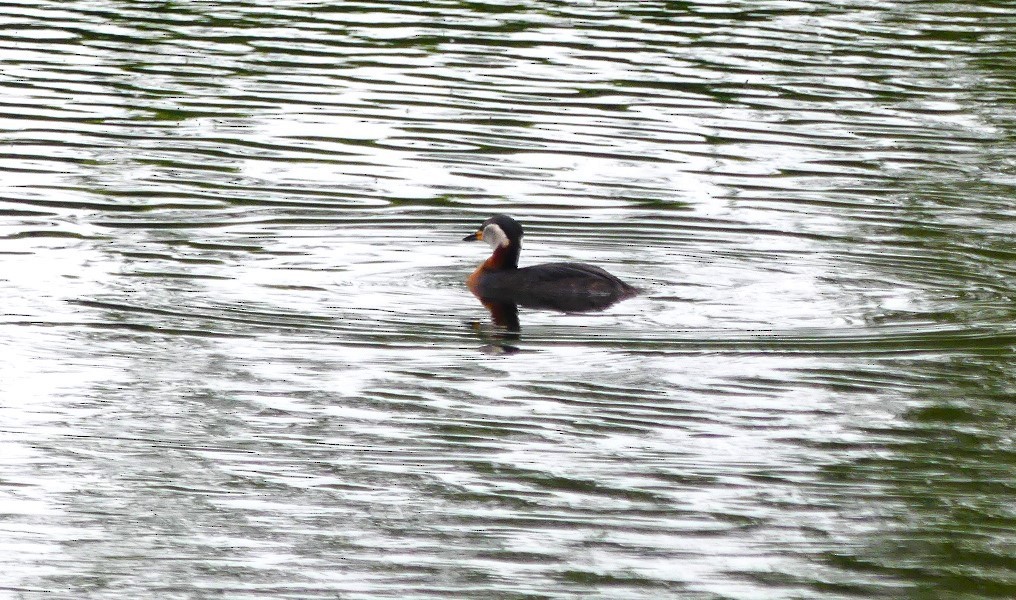 Red-necked Grebe - ML619476455