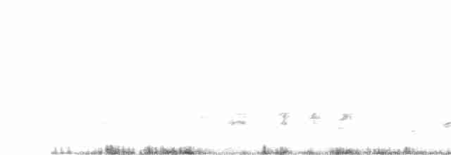 Kara Kanatlı Tırtılyiyen - ML619476462