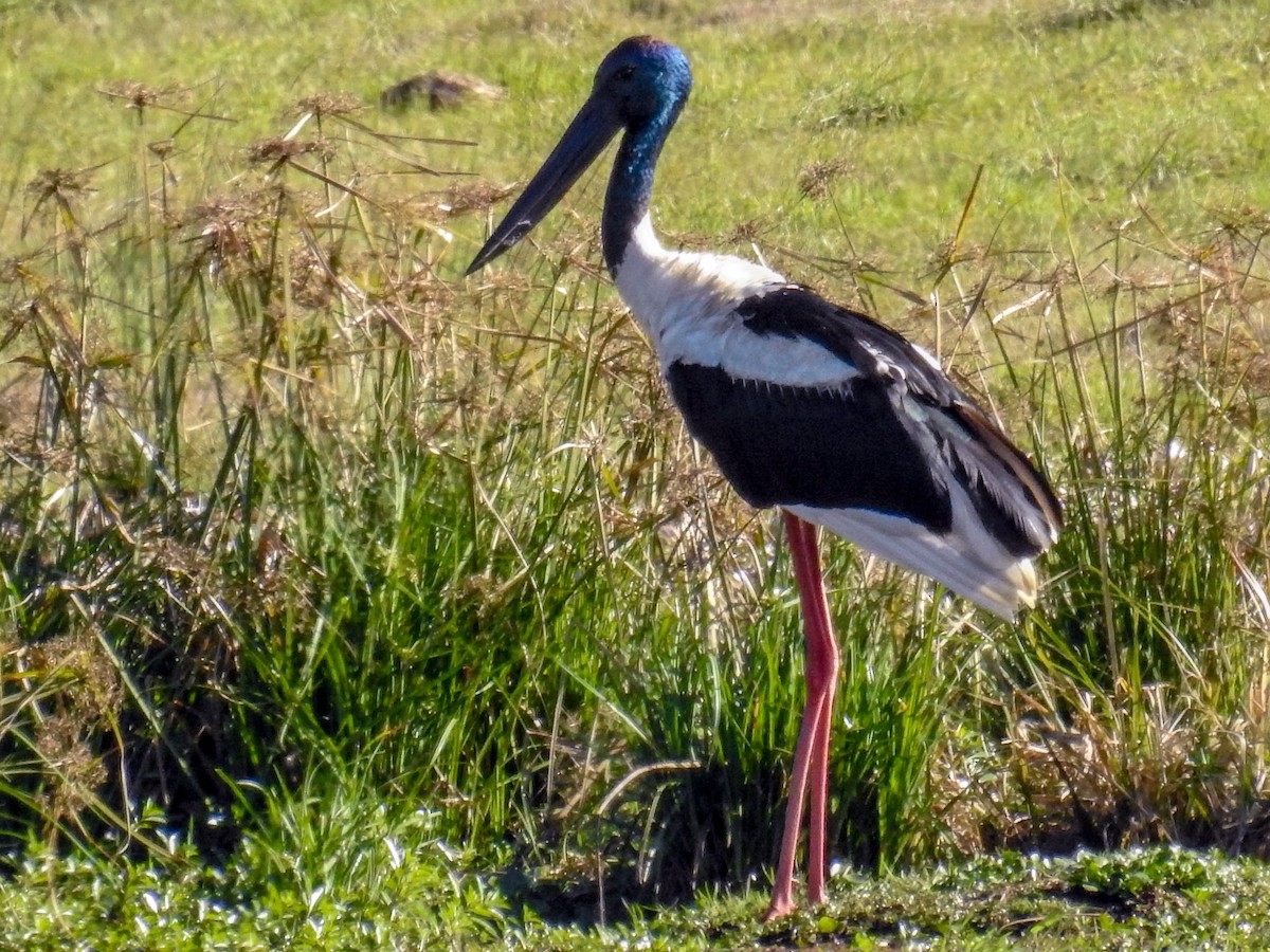Black-necked Stork - ML619476541