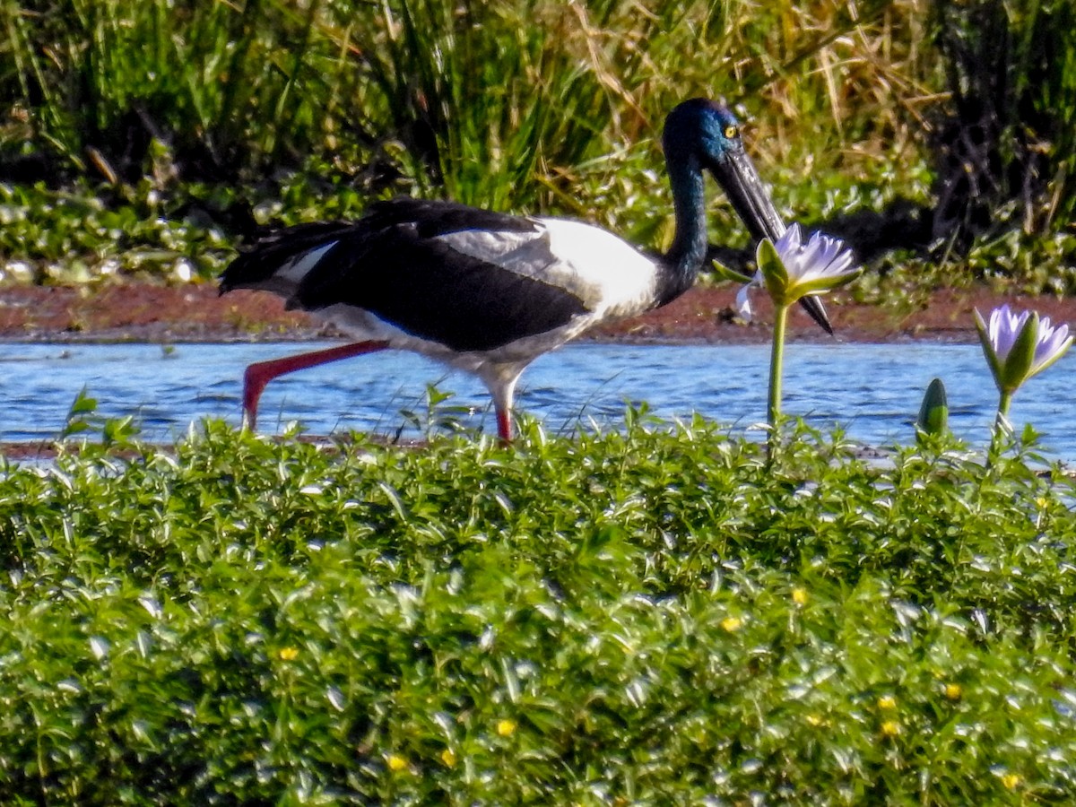 Black-necked Stork - ML619476545
