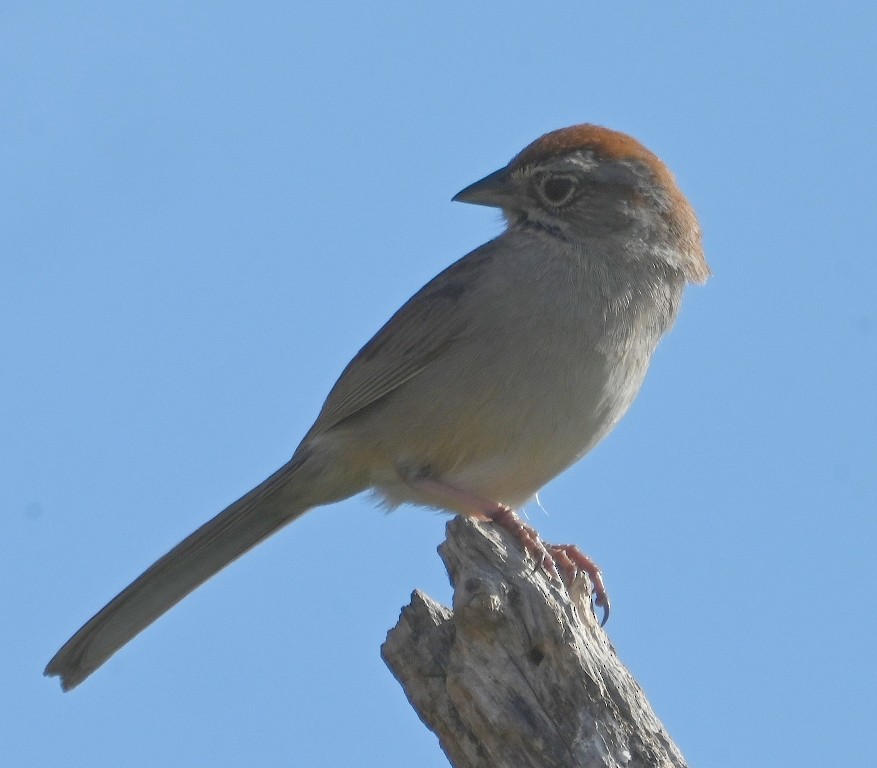 Rufous-crowned Sparrow - ML619476595