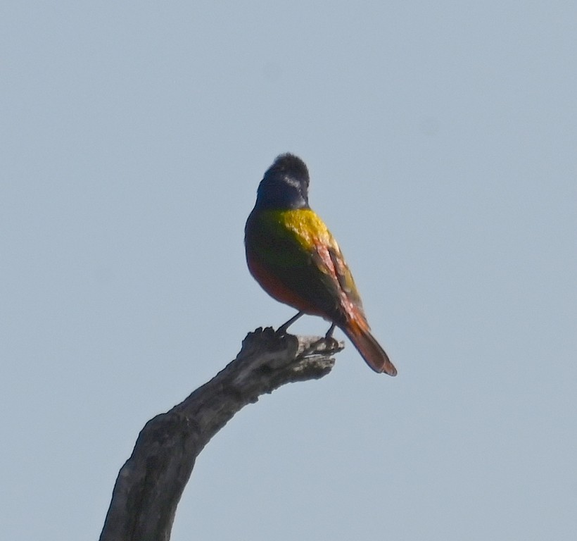 Painted Bunting - ML619476601
