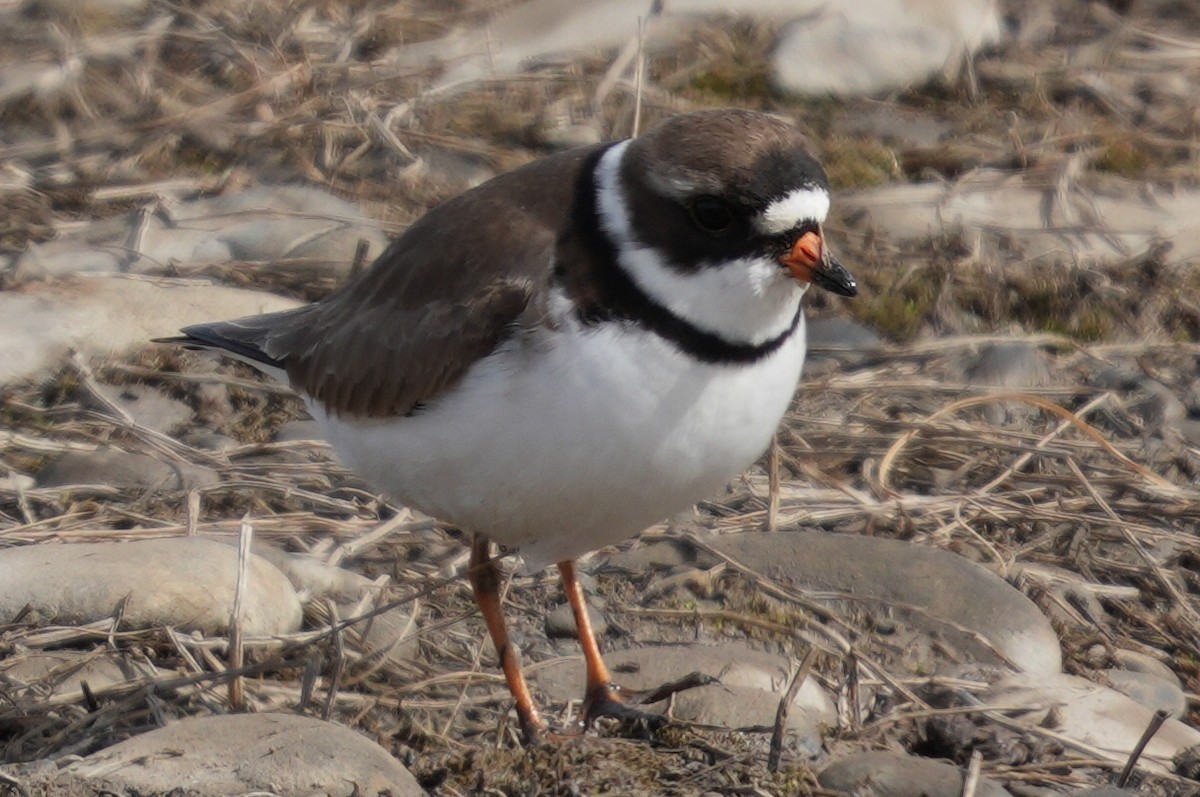 Semipalmated Plover - ML619476622