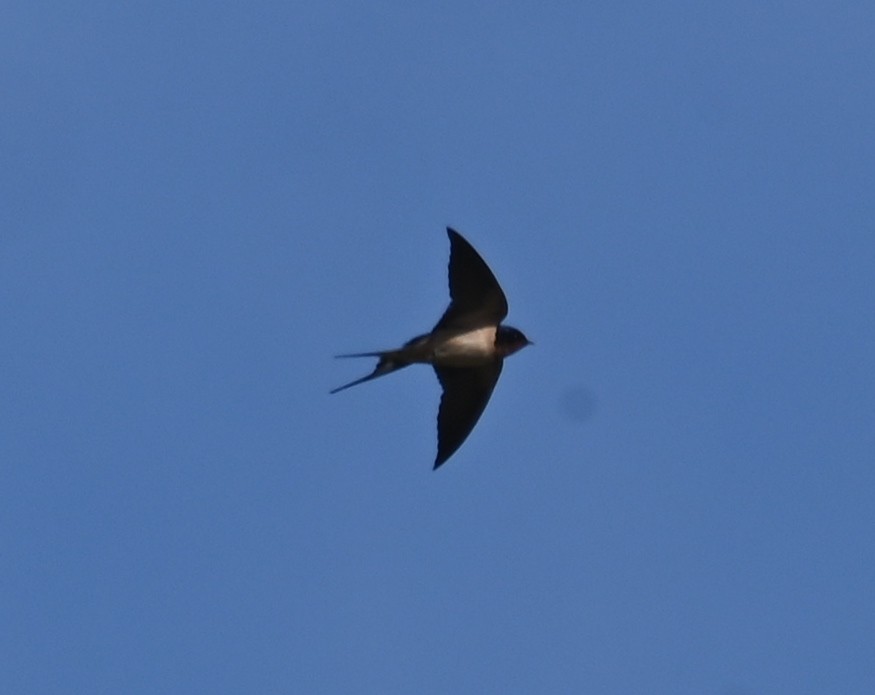 Barn Swallow - ML619476625