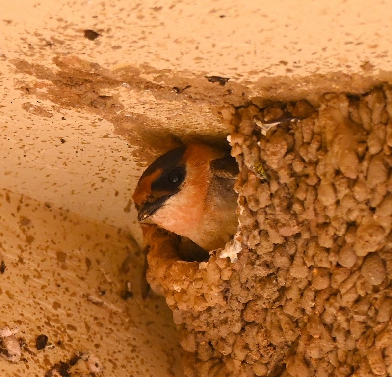 Cave Swallow - ML619476634