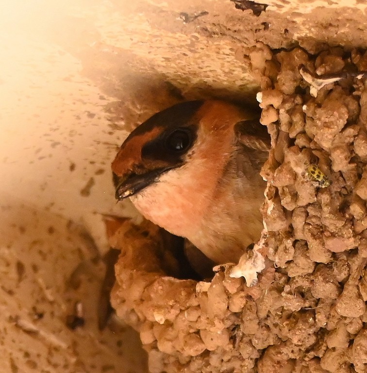 Cave Swallow - ML619476635