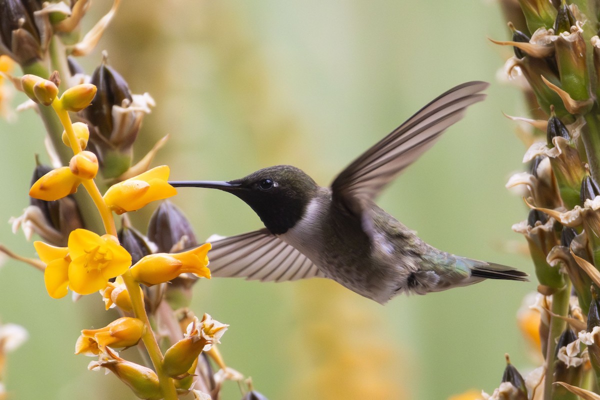 Black-chinned Hummingbird - ML619476643
