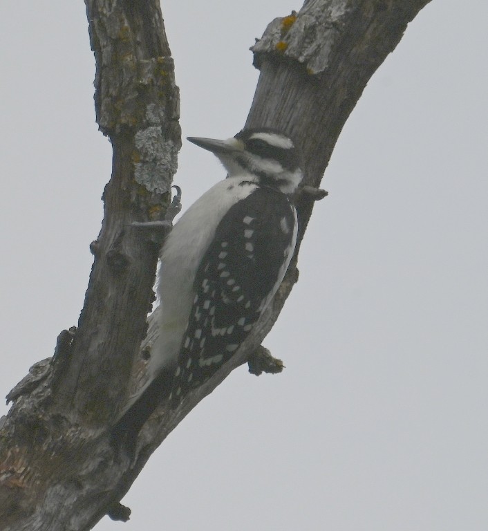 Hairy Woodpecker - ML619476697