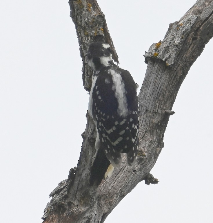 Hairy Woodpecker - ML619476698