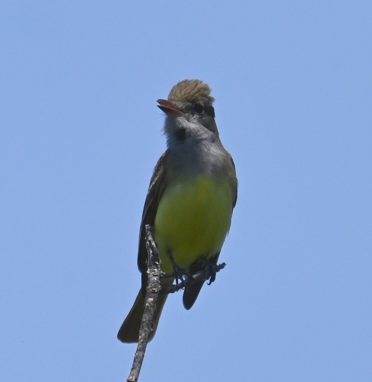 Great Crested Flycatcher - ML619476714
