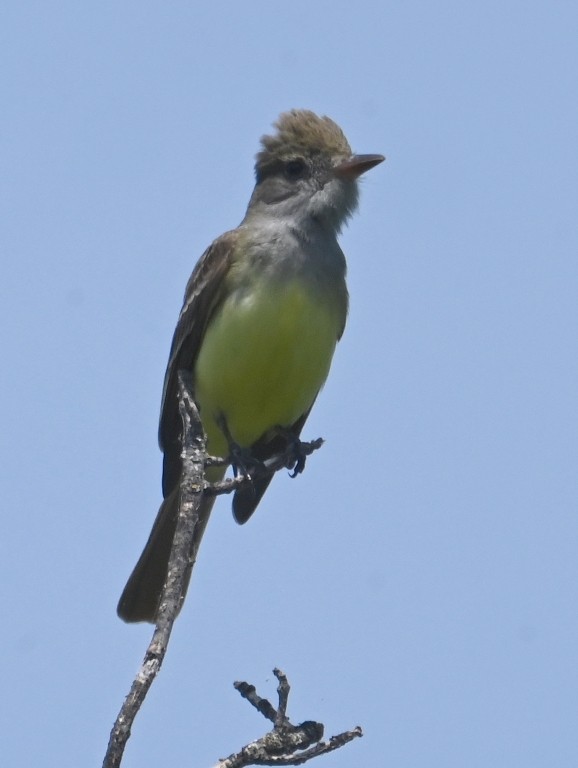 Great Crested Flycatcher - ML619476716