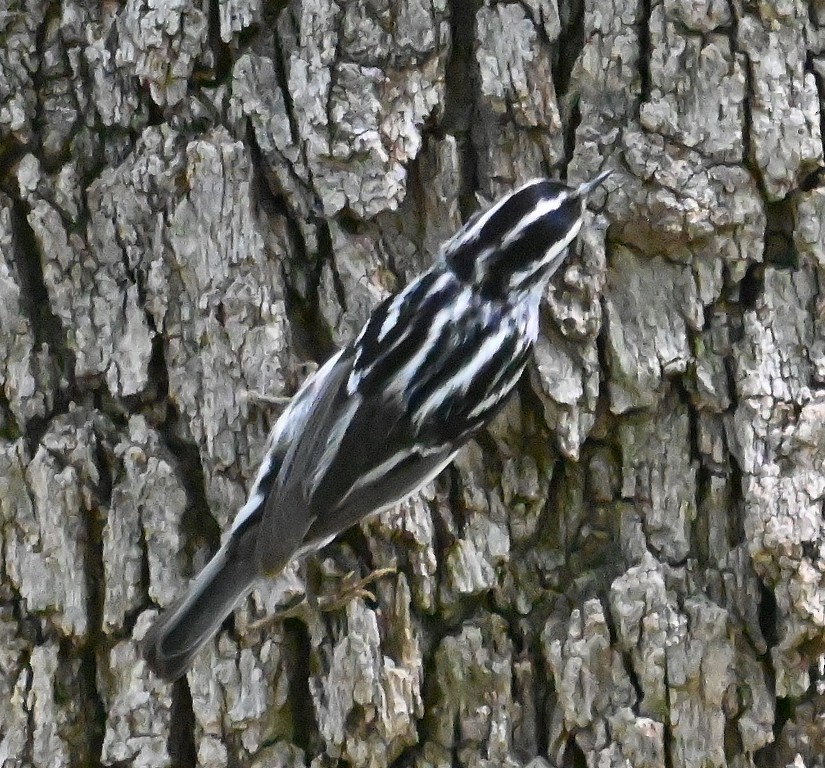 Black-and-white Warbler - ML619476723