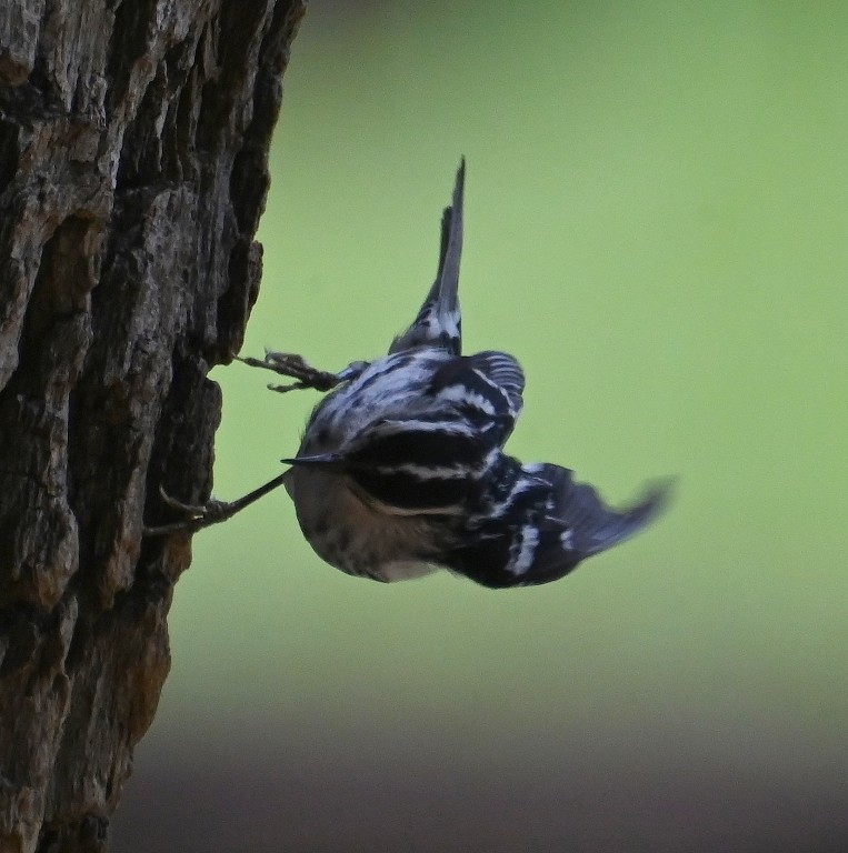Black-and-white Warbler - ML619476725