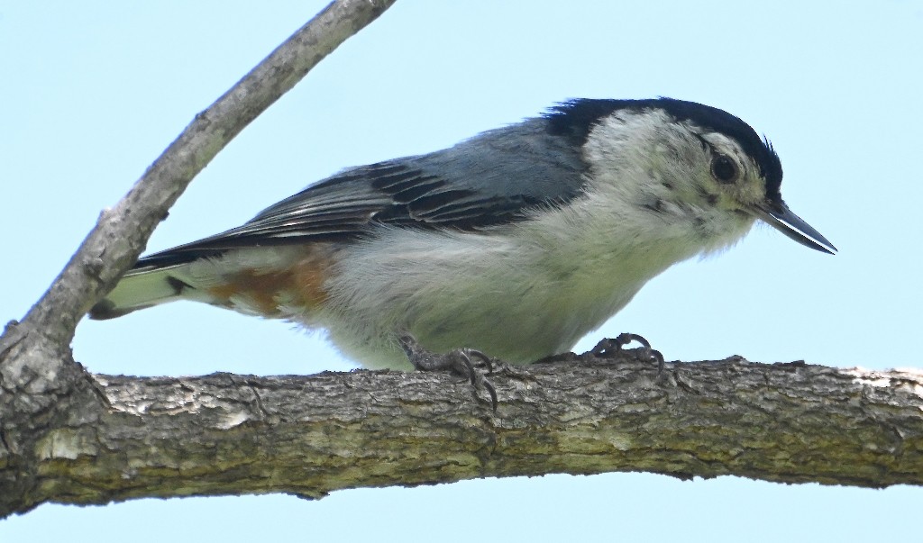 White-breasted Nuthatch - ML619476740