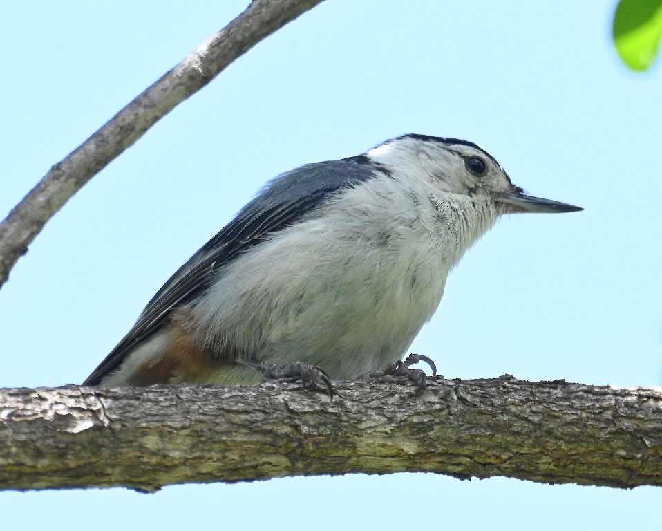 White-breasted Nuthatch - ML619476741