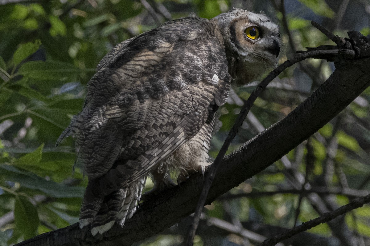 Great Horned Owl - ML619476743