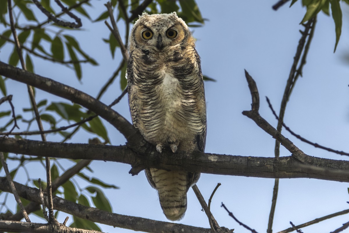Great Horned Owl - ML619476747