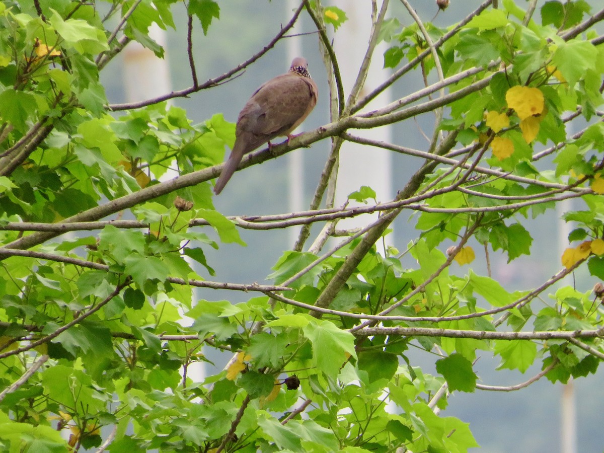 Spotted Dove - ML619476778