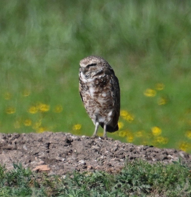 Burrowing Owl - ML619476787
