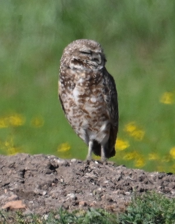 Burrowing Owl - ML619476788