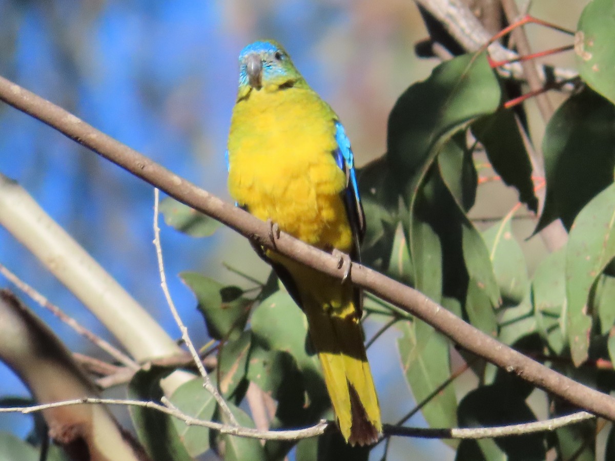 Turquoise Parrot - ML619476820