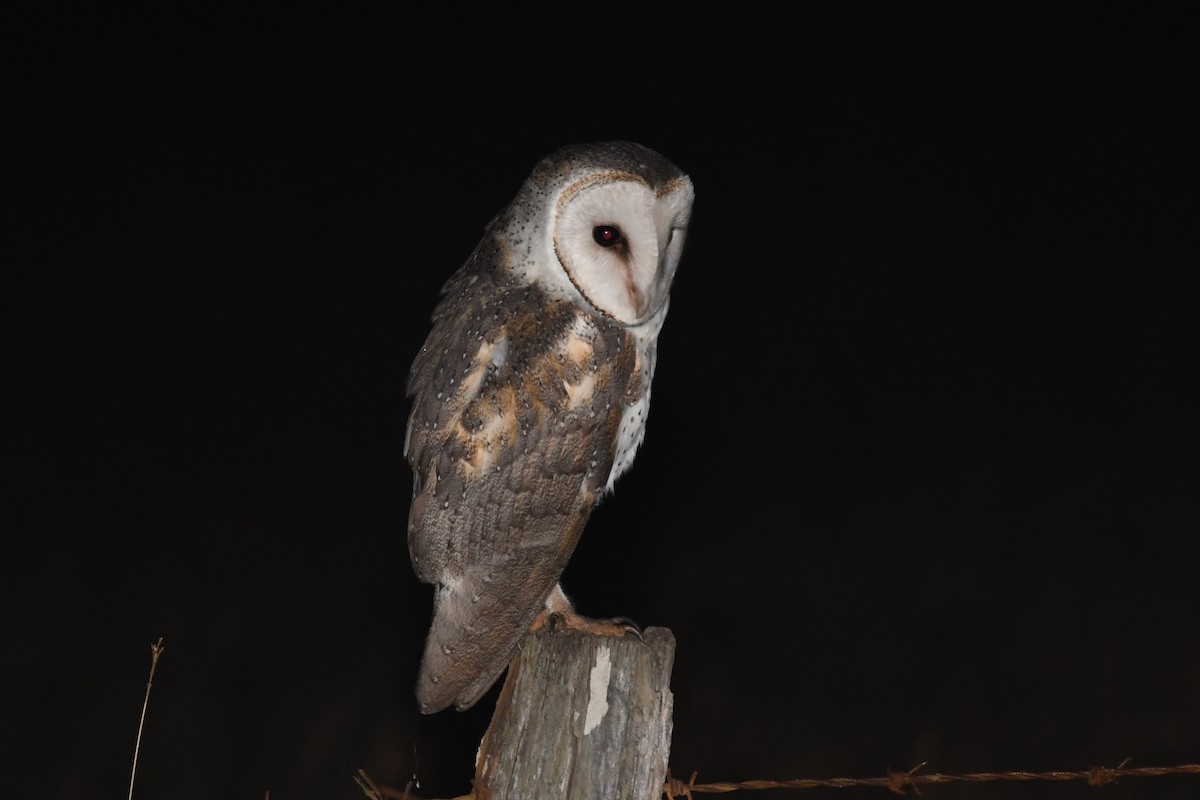 Barn Owl (Eastern) - ML619476838