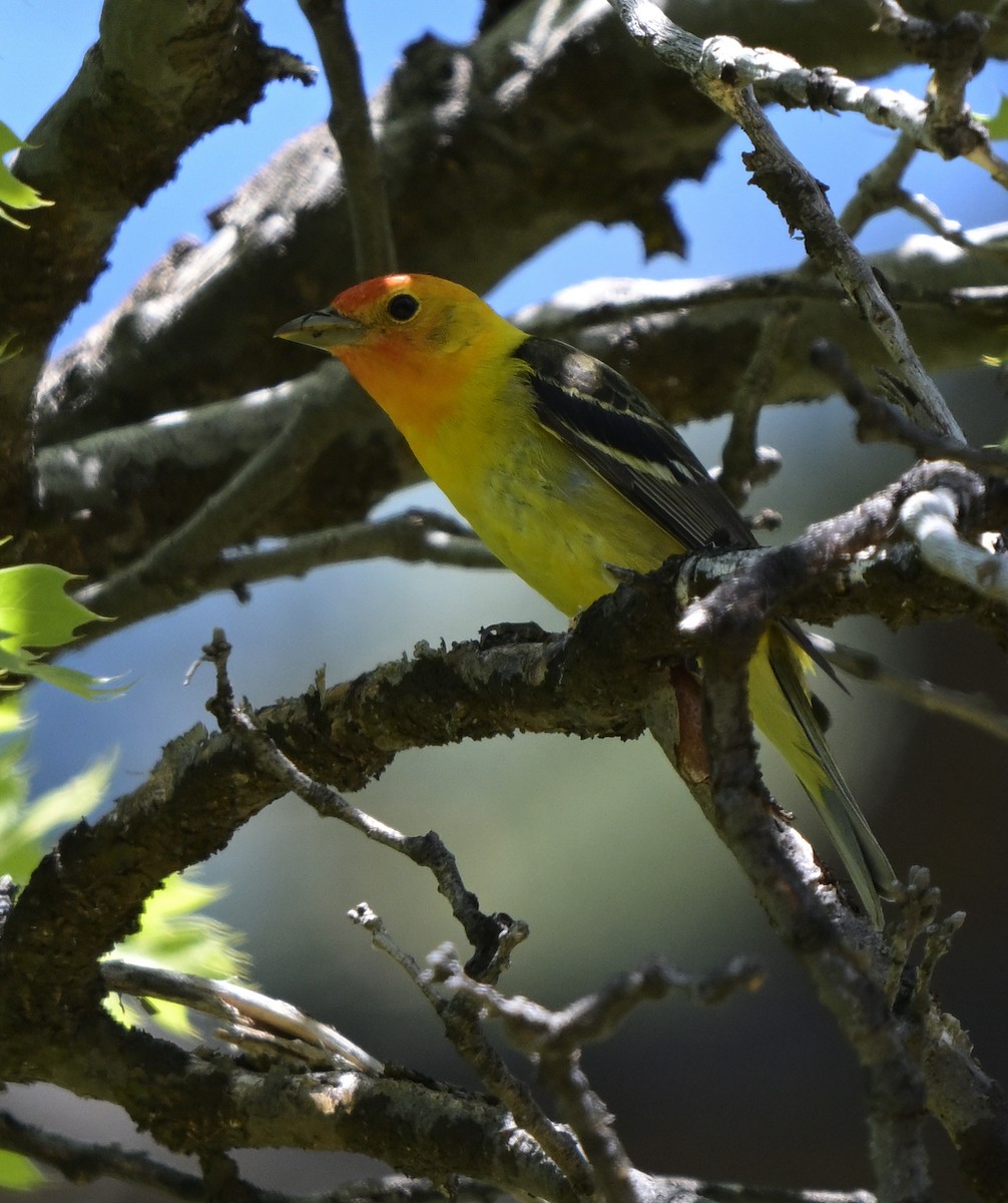 Western Tanager - ML619476944