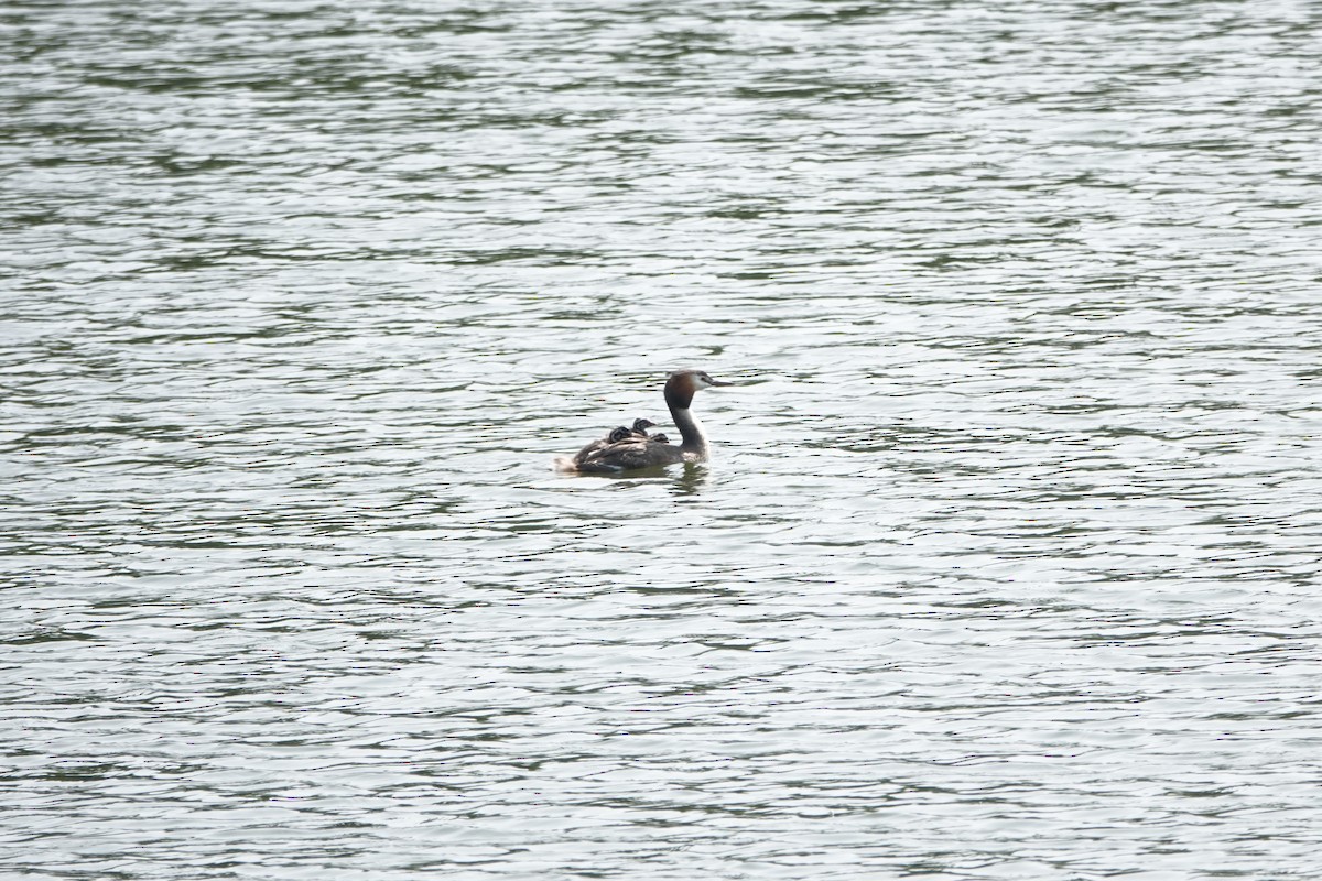 Great Crested Grebe - ML619476961
