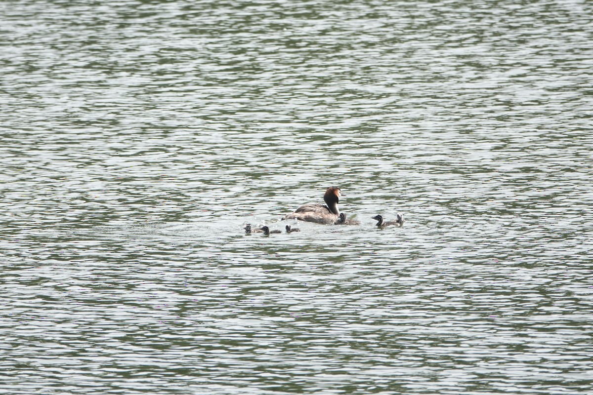 Great Crested Grebe - ML619476962