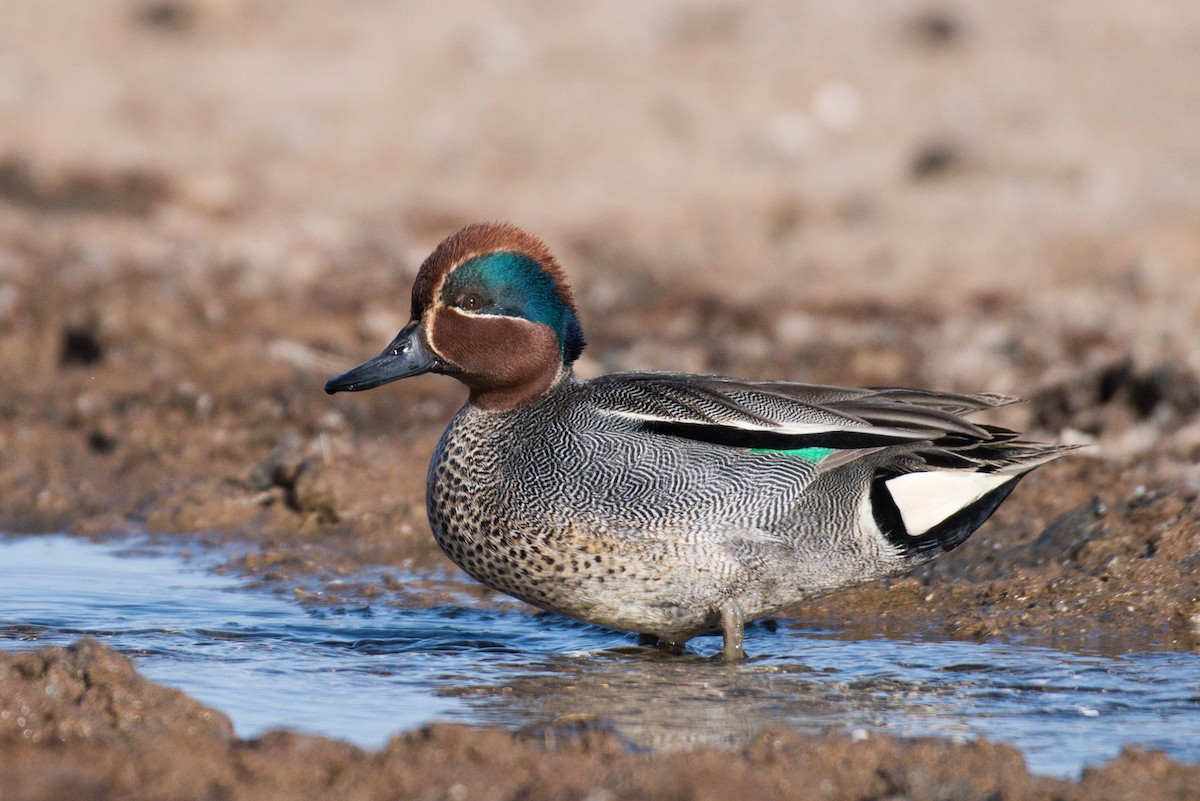 Green-winged Teal - ML619476983
