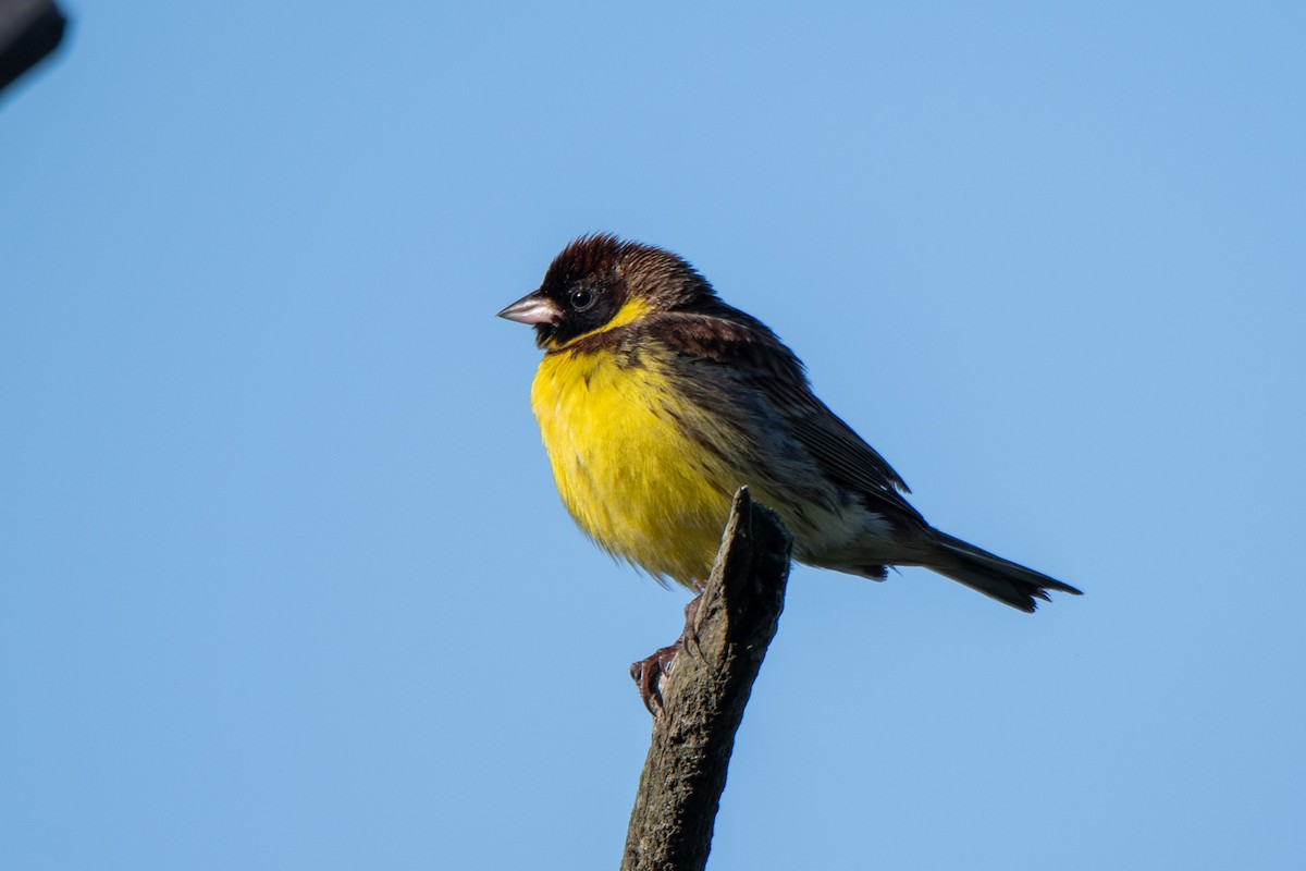 Yellow-breasted Bunting - ML619476999