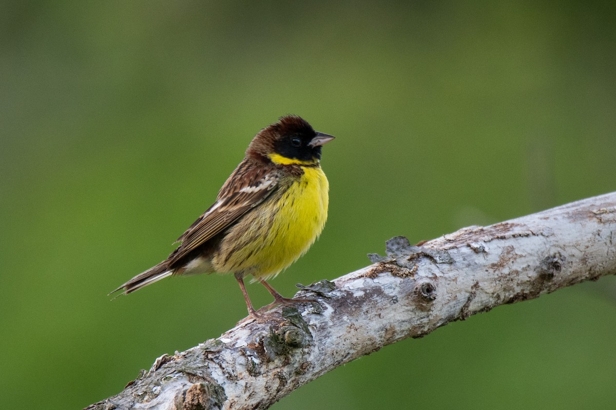 Yellow-breasted Bunting - ML619477000