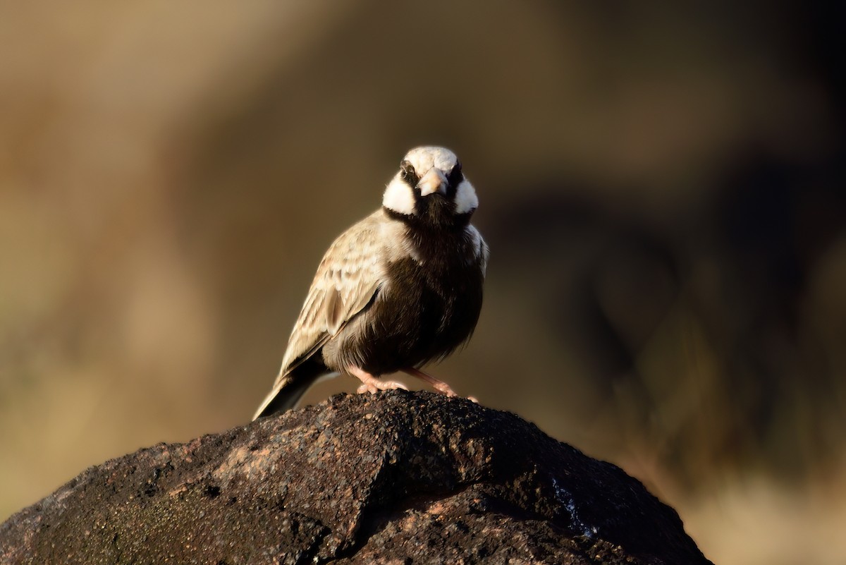 Ashy-crowned Sparrow-Lark - ML619477062