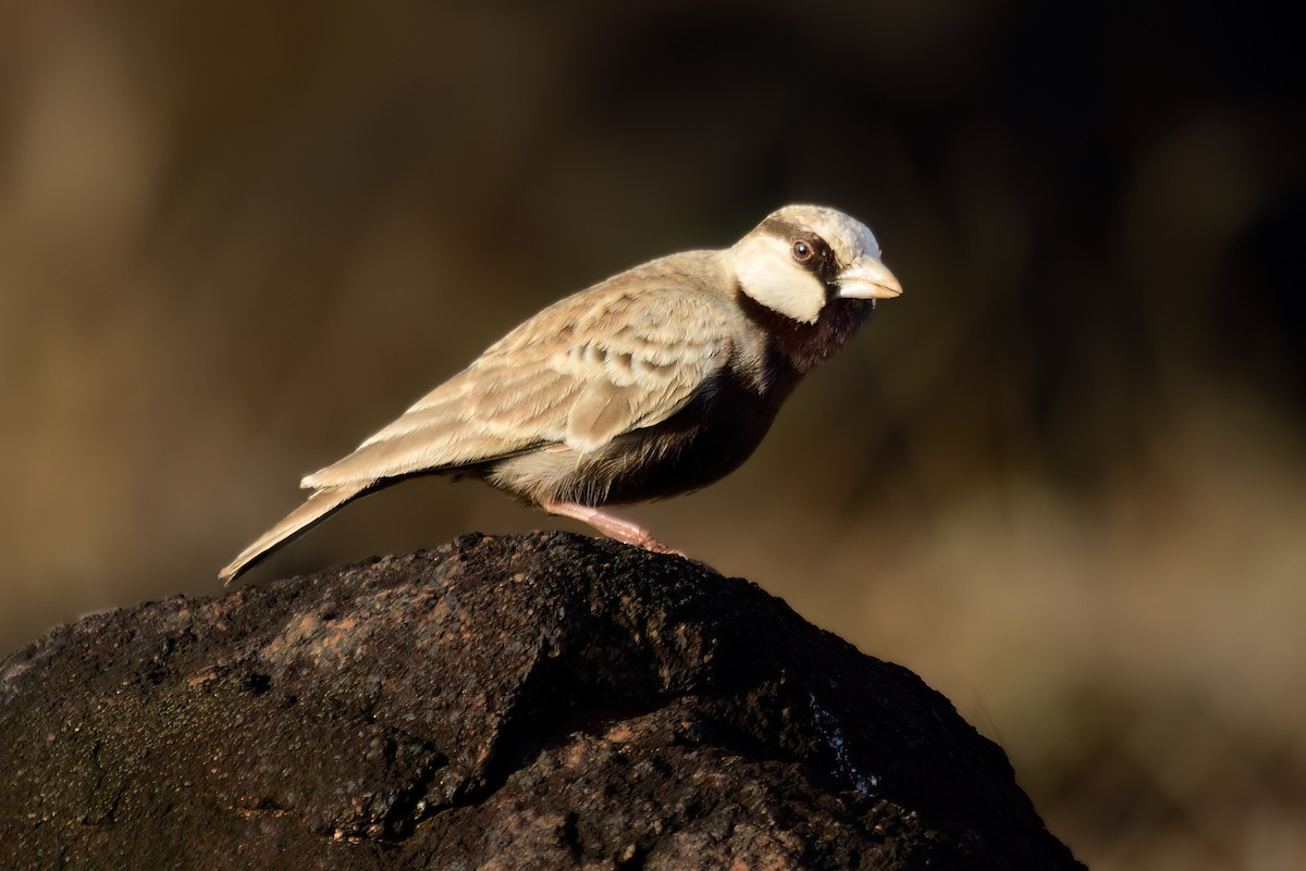 Ashy-crowned Sparrow-Lark - ML619477063