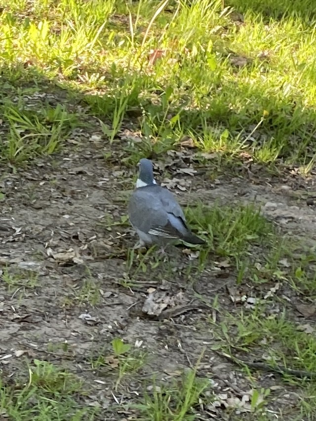 Common Wood-Pigeon - ML619477081
