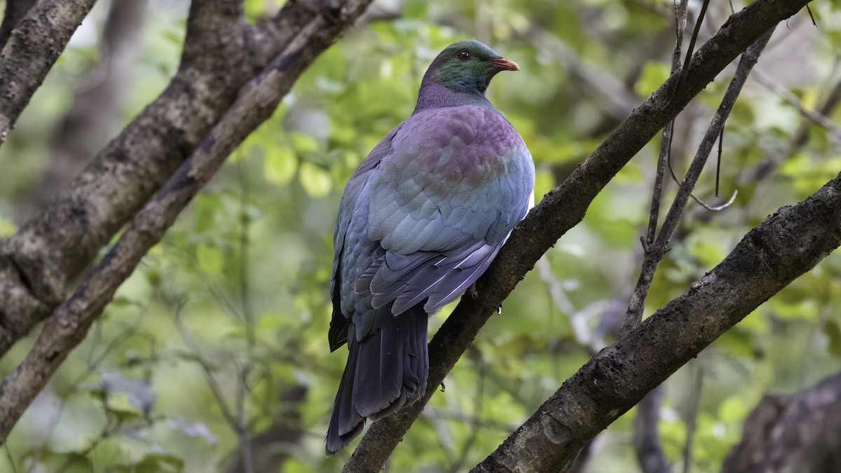 New Zealand Pigeon (New Zealand) - ML619477087
