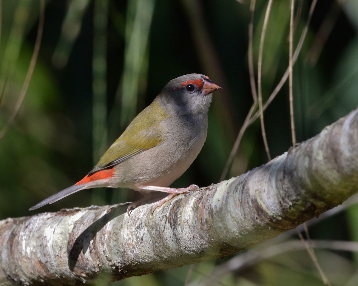 Red-browed Firetail - ML619477091