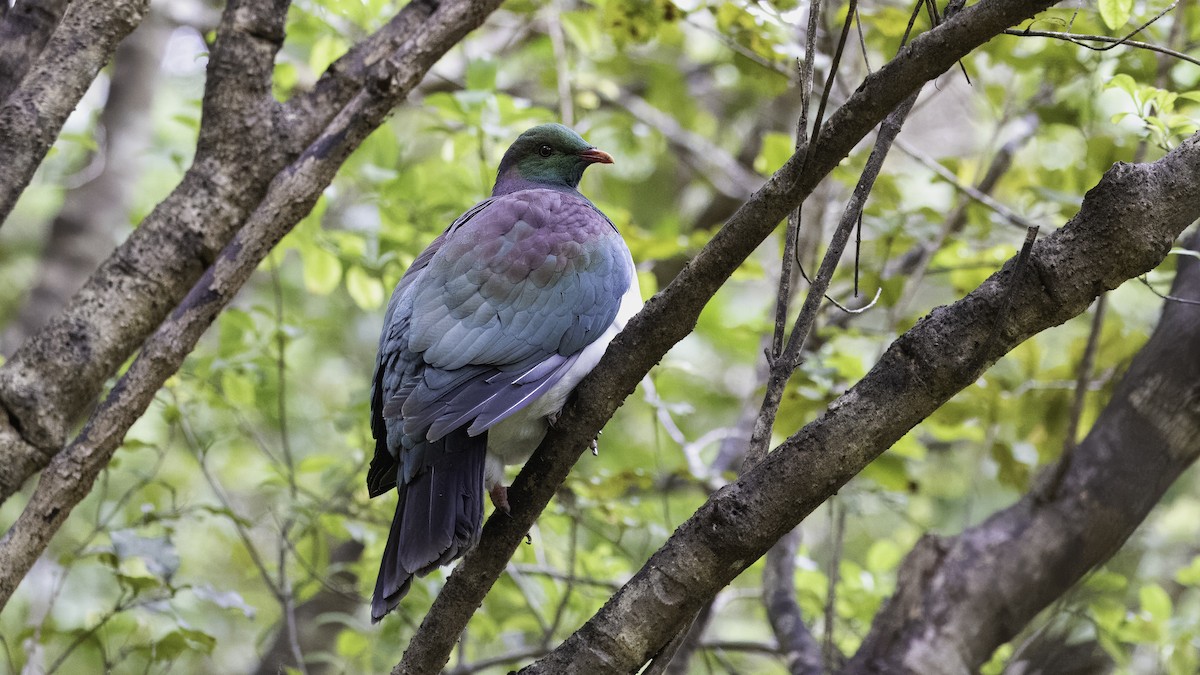 Маорийский плодовый голубь (novaeseelandiae) - ML619477121