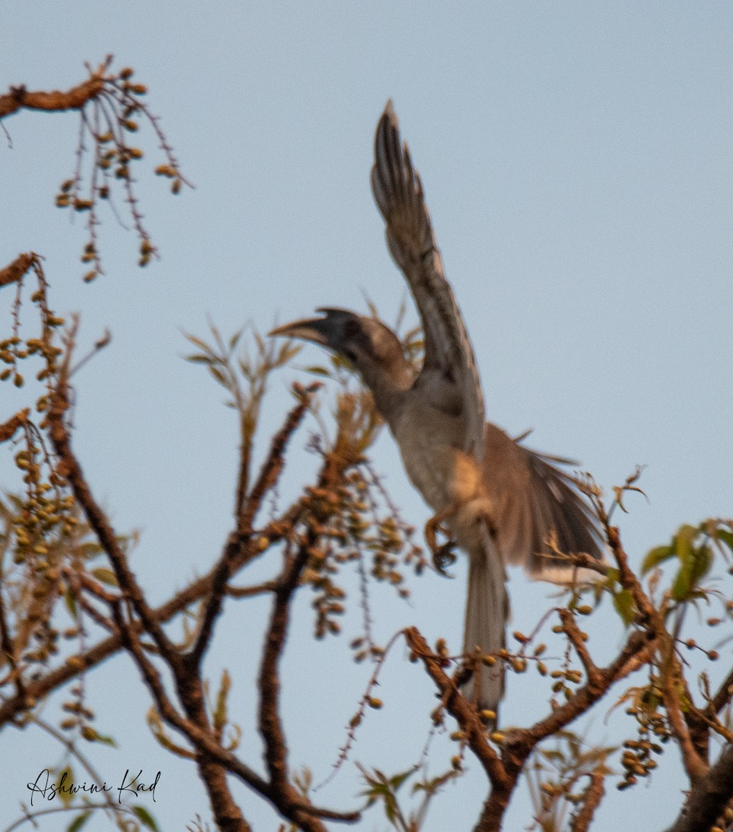 Indian Gray Hornbill - ML619477142