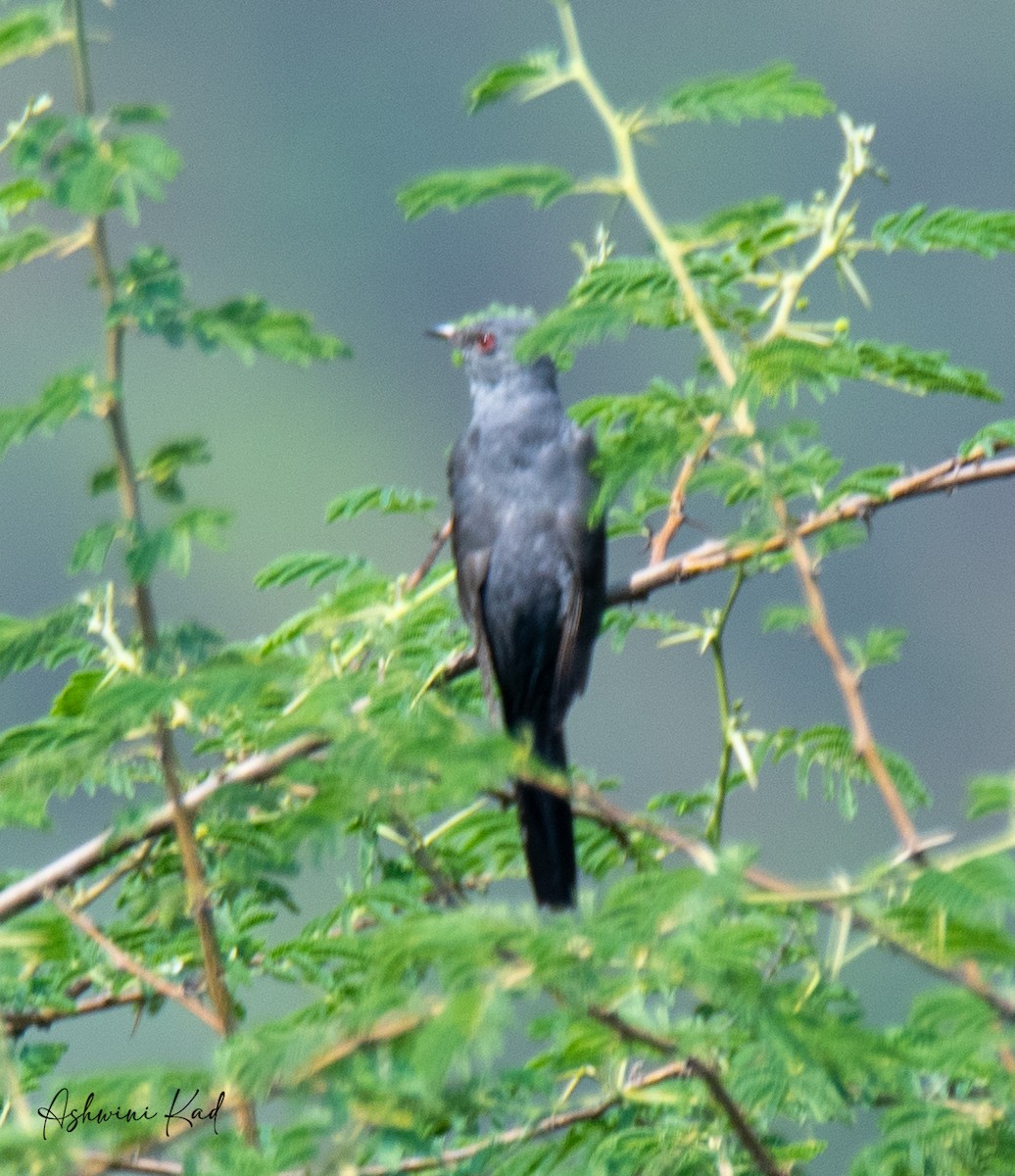 Gray-bellied Cuckoo - ML619477149