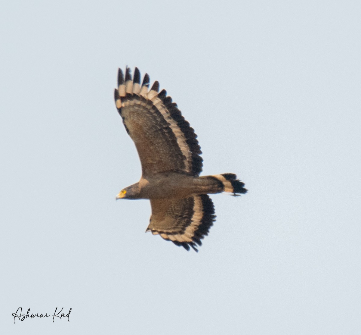 Crested Serpent-Eagle - ML619477150