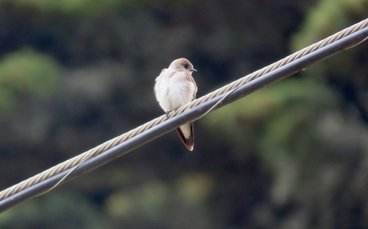 Northern Rough-winged Swallow - ML619477164