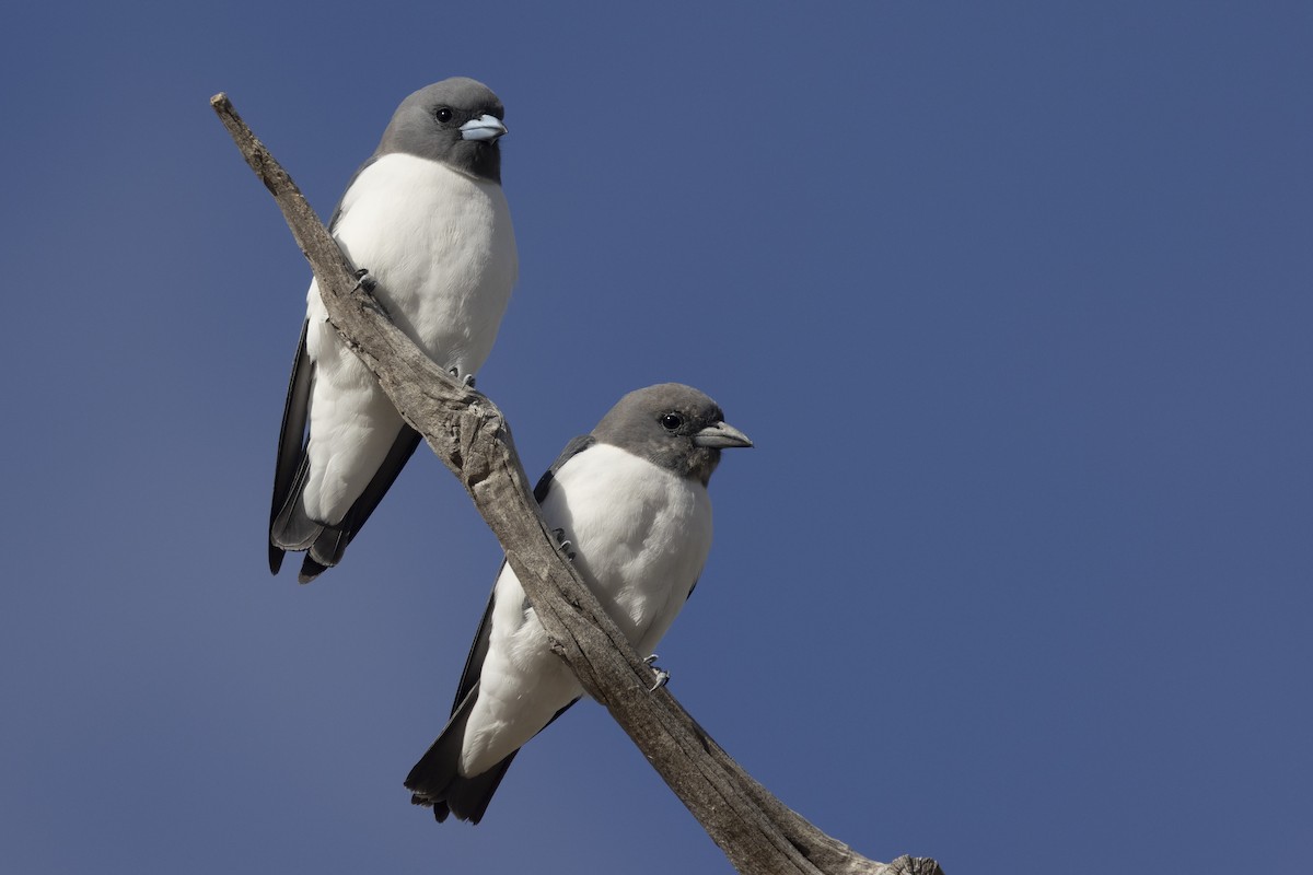 White-breasted Woodswallow - ML619477167