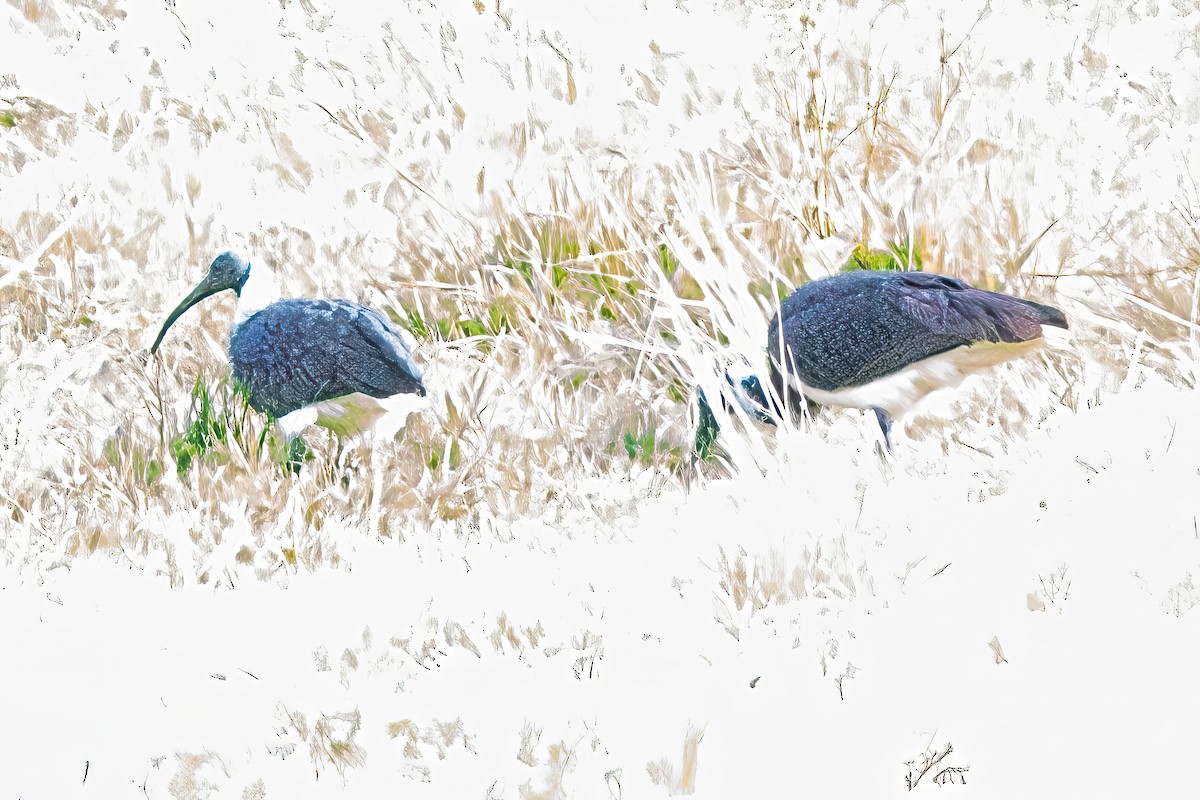 ibis slámokrký - ML619477181
