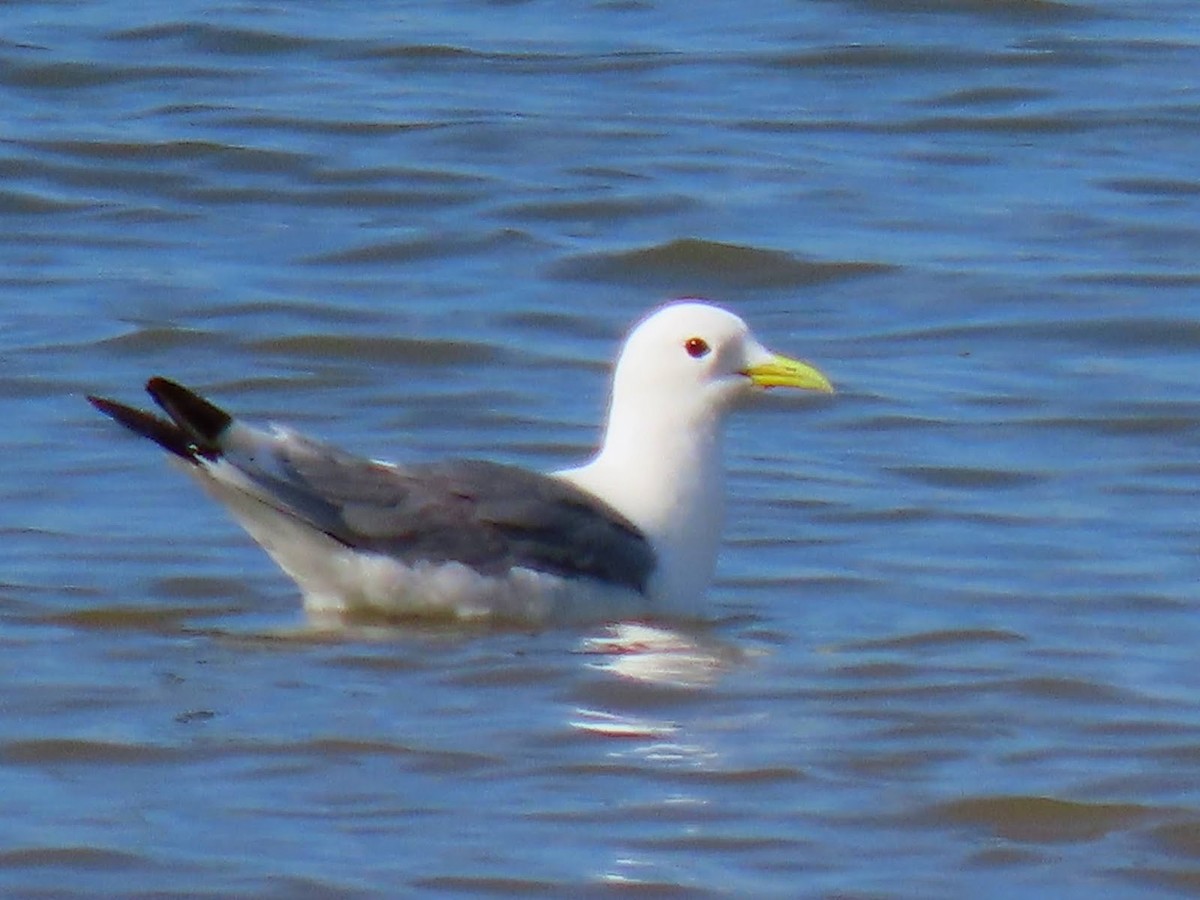 Mouette tridactyle - ML619477189