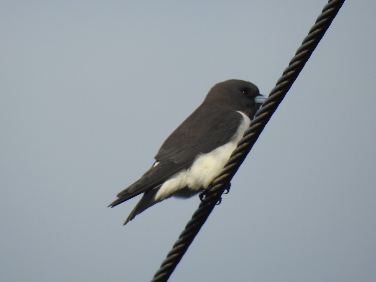 White-breasted Woodswallow - ML619477242