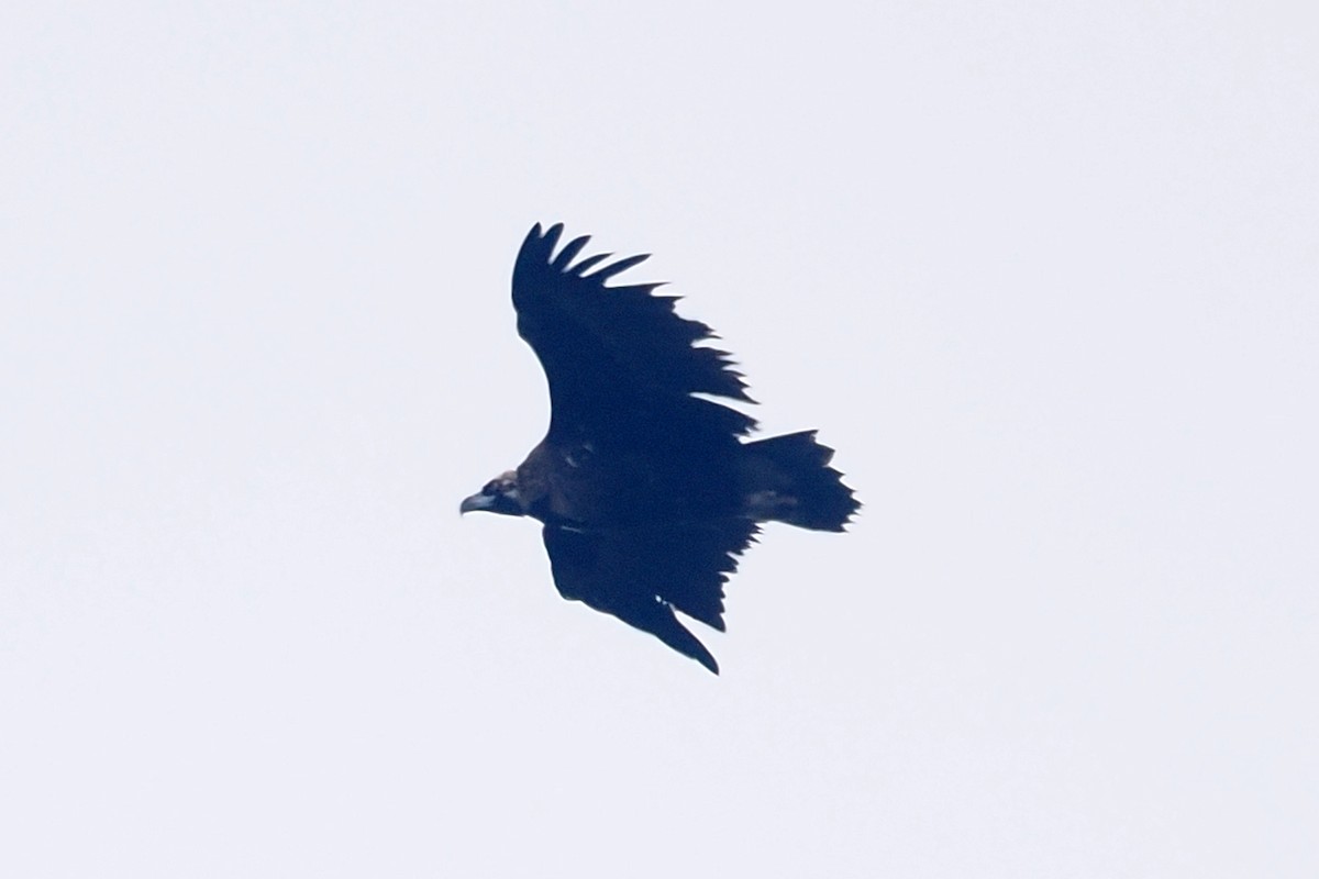 Cinereous Vulture - ML619477257